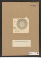 Diatomeae indet. Zeichnungen Sammlung Grunow Nr. 8986 (NHMW-BOT-W0378684)
